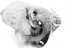Elephant Portrait photo
