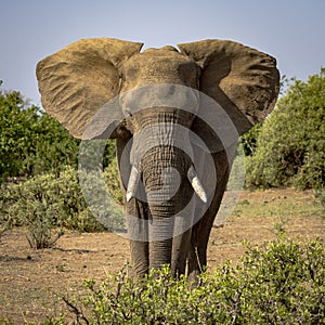 Elephant portrait in Botswana, Afric