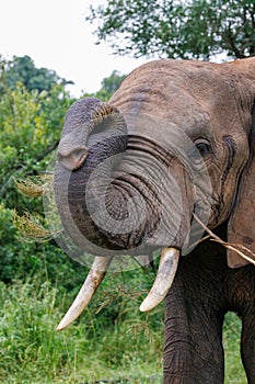 Elephant Portrait Curving Trunk in Kruger Park South Africa