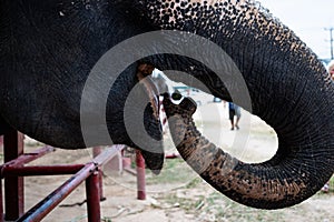 Elephant portrait. Elephant on a nature background.The elephant eats a banana trunk. Closeup elephant mouth