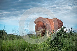 Elephant portrait isolated in the savanna, safari in Africa, Kenya, Tanzania Uganda, elephant fighting