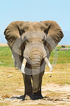 Elephant portrait in Kenya