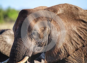 Elephant portrait in Kruger Park