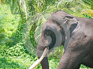 Elephant portrait with large tusks in jungle