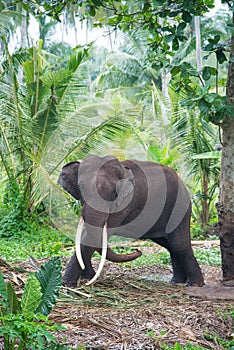 Elephant portrait with large tusks in jungle