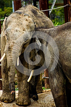 Elephant Portrait (Sydney Zoo)