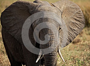 Elephant portrait from Tanzania