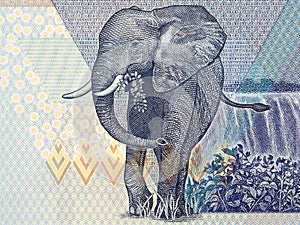 Elephant, a portrait from Zimbabwean money