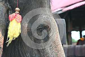 Elephant potrait