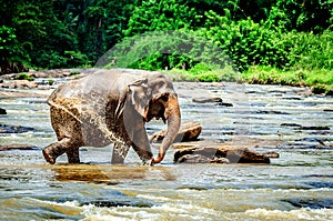 The elephant poured water from its trunk during a bath in the Pinnawala Elephant Orphanage.