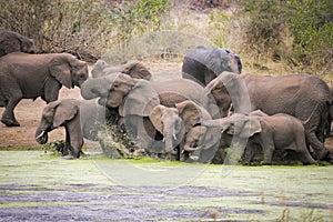 Elephant pride drinking at the edge of a dam Kruger Park South Africa