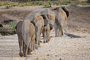 Elephant pride walking away in a line across the sandy river bed in Samburu Kenya