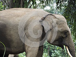 elephant profile