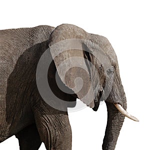 Elephant in profile