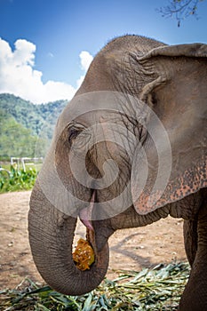 Elephant profile