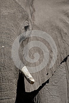 Elephant profile, eye and tusk. photo