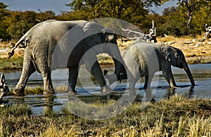 Elephant pushing baby