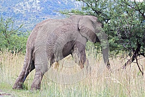 Elephant pushing tree