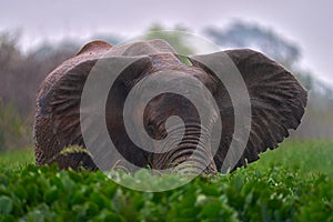 Elephant in rain. Elephant in Murchison Falls NP, Uganda. Big Mammal in the green grass, forest vegetation in the background.