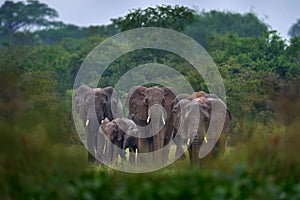 Elephant in rain. Elephant in Murchison Falls NP, Uganda. Big Mammal in the green grass, forest vegetation in the background.