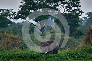 Elephant in rain. Elephant in Murchison Falls NP, Uganda. Big Mammal in the green grass, forest vegetation in the background.