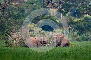 Elephant in rain. Elephant in Murchison Falls NP, Uganda. Big Mammal in the green grass, forest vegetation in the background.