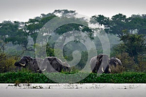 Elephant in rain. Elephant in Murchison Falls NP, Uganda. Big Mammal in the green grass, forest vegetation in the background.