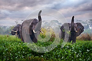 Elephant in rain, Victoria Nile delta. Elephant in Murchison Falls NP, Uganda. Big Mammal in the green grass, forest vegetation.