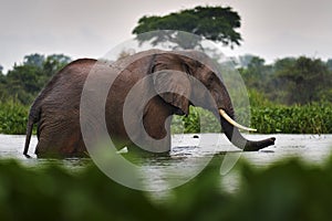 Elephant in rain, Victoria Nile delta. Elephant in Murchison Falls NP, Uganda. Big Mammal in the green grass, forest vegetation.