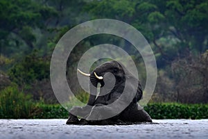 Elephant in rain, Victoria Nile delta. Elephant in Murchison Falls NP, Uganda. Big Mammal in the green grass, forest vegetation.