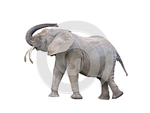 Elephant with raised trunk isolated on white