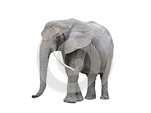 elephant with raised trunk isolated on white background