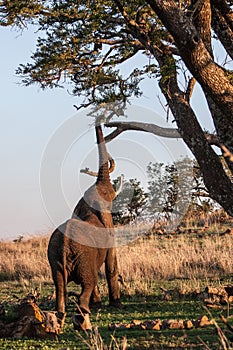 Elephant reaching