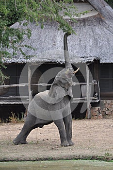 Elephant reaching for branch