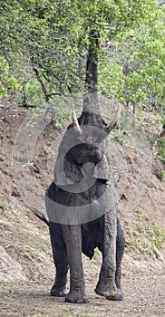 Elephant reaching for leaves in Botswana, Africa