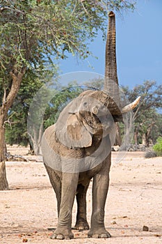 Elephant reaching up towards tree