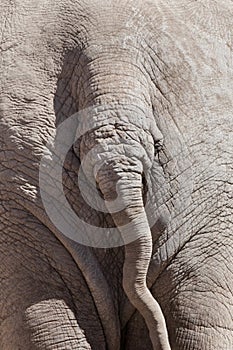 Elephant rear