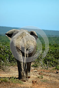 Elephant rear photo