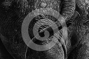 Elephant rear end close-up