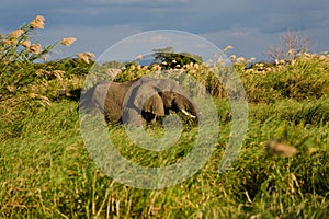 Elephant in the reed