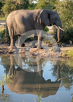 Elephant reflected in the water at a waterhole at the Sabi Sands Game Reserve, South Africa.