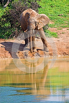 Elephant reflection