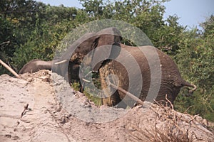 Elephant at Reserva de Maputo photo