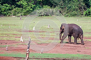 Elephant returning to forest