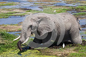 Elephant in rhe water