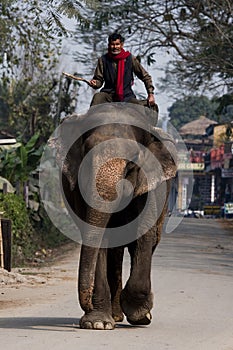 Elephant ride