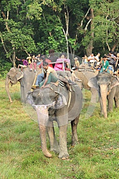 Elephant Ride in chitwan national park.