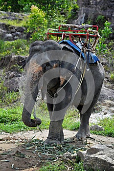 Elephant ride (Phuket, Thailand)