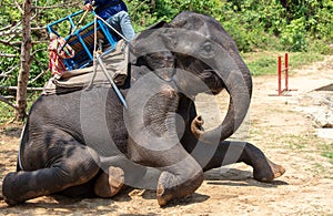 Elephant with rider in tropical park