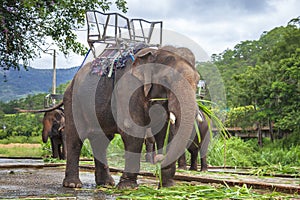 Elephant for riding. Elephant with a seat for riding, Vietnam